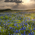 Texas bluebonnets at Sunrise