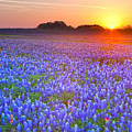 Texas bluebonnets